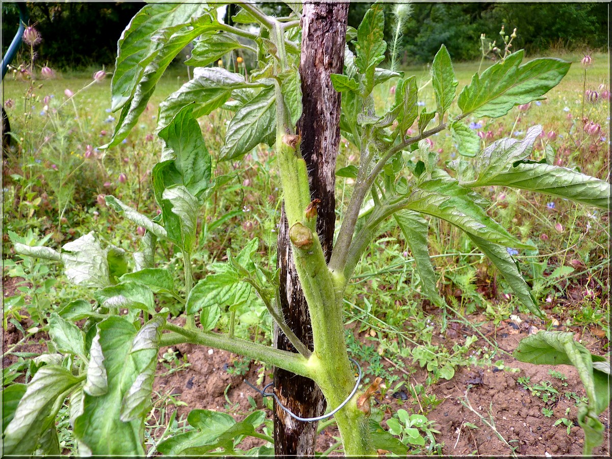 tomate coupée